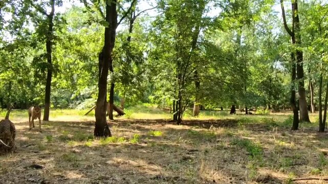 Cheetahs (Acinonyx jubatus) are running in the grassy enclosure