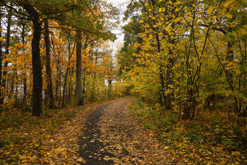 Obraz premium An autumn forest path covered with fallen yellow leaves. Finnish nature in October