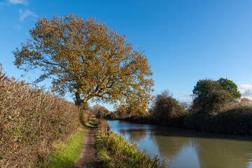 Late Autumn on the towpath of the Kennet and Avon canal near Semington, Wiltshire.  An oak tree with yellow leaves
