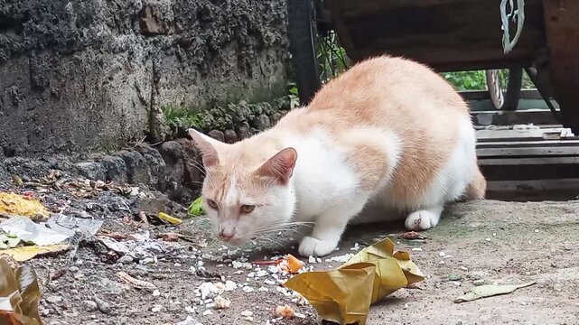 Even though cats are obligate animals, when wild cats do not get suitable food, in order to survive they will eat food that comes from plants.