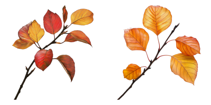 Autumn leaves on a twig, showcasing nature's seasonal transition. The leaves exhibit a vibrant array of red and orange hues