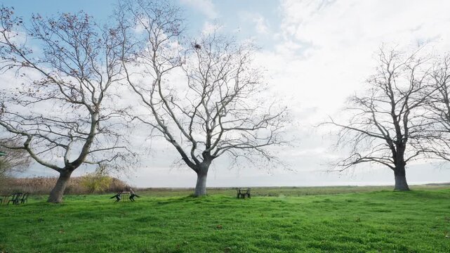 Large leafless sycamore tree on green grass field with empty chairs and tables in rural landscape during autumn winter season in Iznik, Bursa, Turkey.