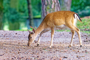  Damwild im Herbst	