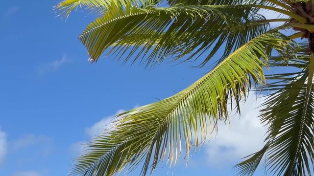 Coconut palm tree blowing in the wind on the island of Oahu in Hawaii. 