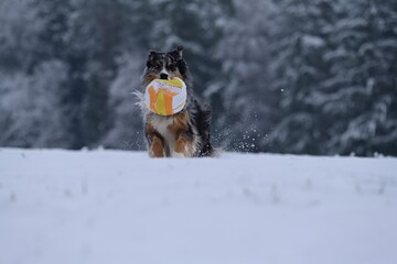 Sch&ouml;ner temperamentvoller H&uuml;tehund tobt frei mit einem farbigen Ball durch Neuschnee