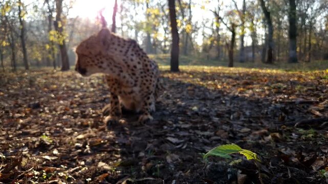 cheetah, acinonyx, jubatus, gepard, animal, big cats, felidae, carnivores, carnivora, mammal, african, zoo, 