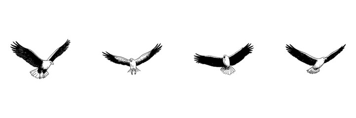 Obraz premium Eagle In Flight Doodle Sketch Set. Majestic Bird Soaring With Outstretched Wings In Hand Drawn Style Collection. Symbol Of Freedom And Strength. Isolated Vector Illustration