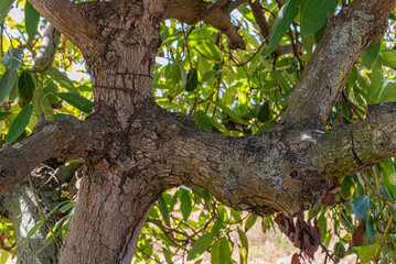 Close-Up Of Avocado Tree Trunk And Branches With Lush Green Leaves In Sunlight