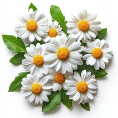 Fototapeta premium Captivating white daisy with yellow center garden floral photography outdoor close-up nature's beauty
