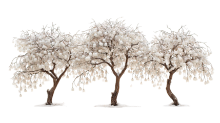 Three winter snowbell trees with hanging blossoms side by side on transparent background