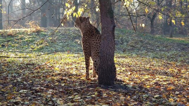 cheetah, acinonyx, jubatus, gepard, animal, big cats, felidae, carnivores, carnivora, mammal, african, zoo, 