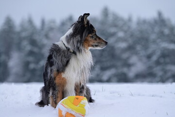 Sch&ouml;ner Australien Shepherd Hund sitzt ruhig auf einer Wiese im Neuschnee