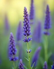 Obraz premium Close up of purple hyssop flowers with green stems and blurred background. Hyssop is a medicinal herb used in aromatherapy and cooking. It grows in gardens and fields.