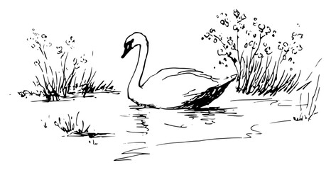 Hand drawn vector sketch of a graceful white swan swimming in a calm pond surrounded by nature © Kaz
