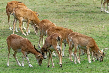 Europäischer Mufflons im Herbst auf einer Wiese