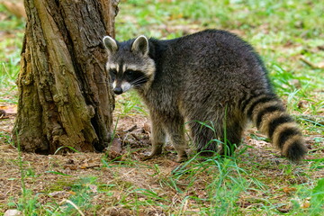 Waschbär beobachtet seine Umgebung