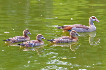 Nilgans Familie auf einem Teich