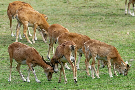 Europ&auml;ischer Mufflons im Herbst auf einer Wiese