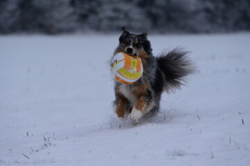Fluffiger Hund l&auml;uft mit gelbem Ball fr&ouml;hlich durch Neuschnee