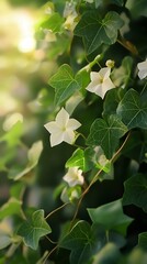 Sunlit, five petaled white flowers gracefully mingle with the textured green ivy leaves in the garden