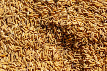 Golden yellow rice kernel under to sun after harvested, Drying rice paddy on the floor in outdoor open air, Agriculture countryside farm in the northern of Thailand, Nature texture pattern background.