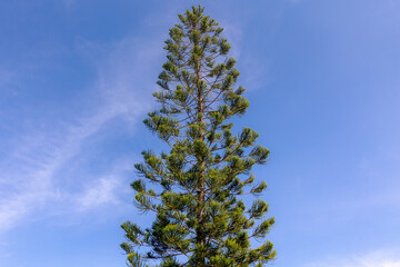 Selective focus of pine tree with green leaves under blue sky and white could, Araucaria luxurians is a species of conifer in the family Araucariaceae, Natural greenery pattern, Christmas background.