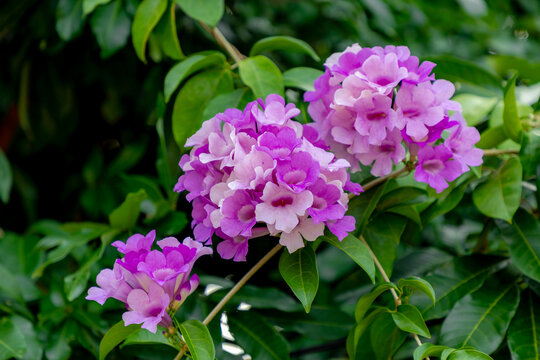Selective focus of branches of Mansoa alliacea or garlic vine is a species of tropical liana in the trumpet-creeper family, Beautiful blossom purple flowers in the garden, Natural floral background.