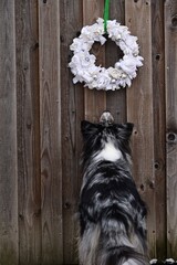 Sch&ouml;ner bunter Australien Shepherd Hund vor einem alten Holztor an dem ein altmodischer beiger Stoffkranz h&auml;ngt