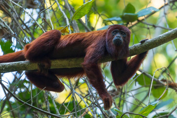 A red howler monkey perched high in the Amazon canopy of Madre de Dios, glowing in the soft jungle light above Tambopata and Manu, a vivid emblem of Peru’s wild rainforest