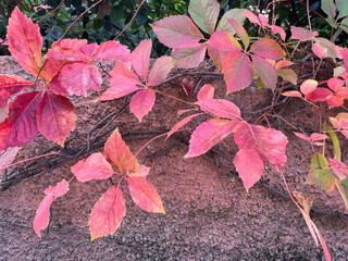 Red and pink autumn leaves of Virginia creeper on a textured wall. Vibrant fall foliage, natural background, and seasonal botanical detail perfect for design, nature themes, and seasonal concepts
