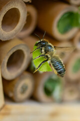Patchwork leaf cutter bee, Megachile centuncularis, flying into nest with part of a honeysuckle leaf