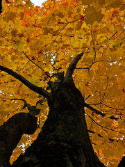 A striking maple tree with a dark, textured trunk and vibrant golden autumn leaves. The vibrant autumn foliage creates a glowing canopy, creating a warm, festive atmosphere and a natural backdrop.