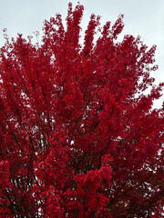 Vibrant red maple tree with dense autumn foliage against a soft overcast sky. Bright red leaves create a striking seasonal background perfect for fall themes, nature design, atmospheric outdoor scenes