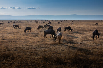 Fototapeta premium Beautiful wild animals in the African savannah. Sunny summer day. Nature of Tanzania. 