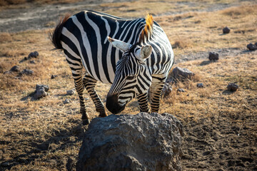 Fototapeta premium A beautiful zebra in the African savannah. Wild animal. Beautiful nature.