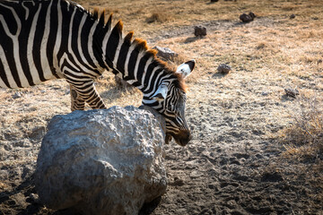 Fototapeta premium A beautiful zebra in the African savannah. Wild animal. Beautiful nature.