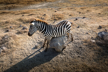Fototapeta premium A beautiful zebra in the African savannah. Wild animal. Beautiful nature.