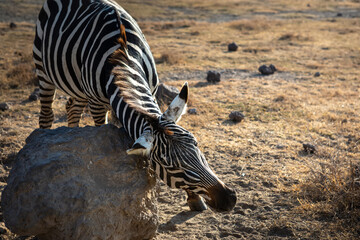 Fototapeta premium A beautiful zebra in the African savannah. Wild animal. Beautiful nature.