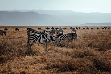 Fototapeta premium A beautiful zebra in the African savannah. Wild animal. Beautiful nature.