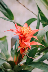 A red flower with yellow petals is in a plant