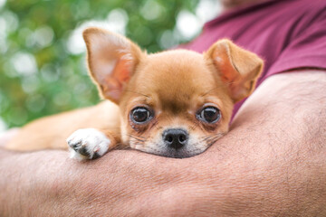 Adorable puppy resting in a person s arms, looking into the camera with big expressive eyes. Cute small dog enjoying warmth, comfort, and human care outdoors.