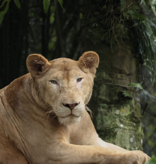 A calm lioness rests beside a mossy tree in a forested habitat. Her relaxed pose and focused gaze create a powerful and natural wildlife portrait.