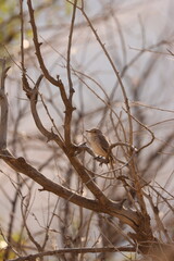 A small bird resting on dry, leafless branches in soft sunlight. A peaceful wildlife moment capturing natural behavior in a dry woodland environment. Ideal for nature, ecology, and ornithology themes.