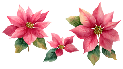 Hand-painted poinsettia flower illustrations in watercolor style isolated on white background