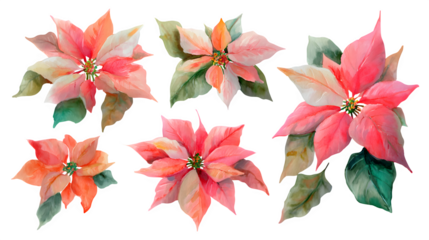 Hand-painted poinsettia flower illustrations in watercolor style isolated on white background