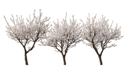 Three winter apricot blossom trees aligned side by side on transparent background
