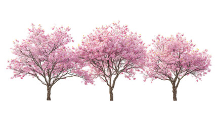 Three winter cherry blossom trees with soft pink flowers side by side on transparent background