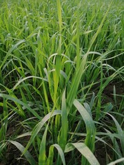 Obraz premium Closeup of Sugarcane field - stock photo, agriculture, nature, grass, garden, field, food, plant, 