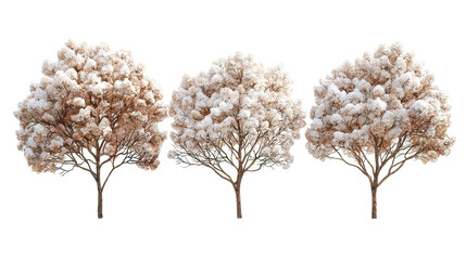 Fototapeta premium Three winter lilac trees with pale purple blossoms side by side on transparent background