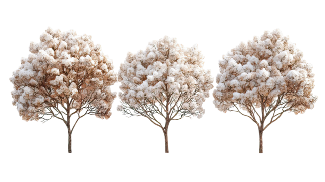 Three winter lilac trees with pale purple blossoms side by side on transparent background
